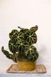 Begonia goegoenensis